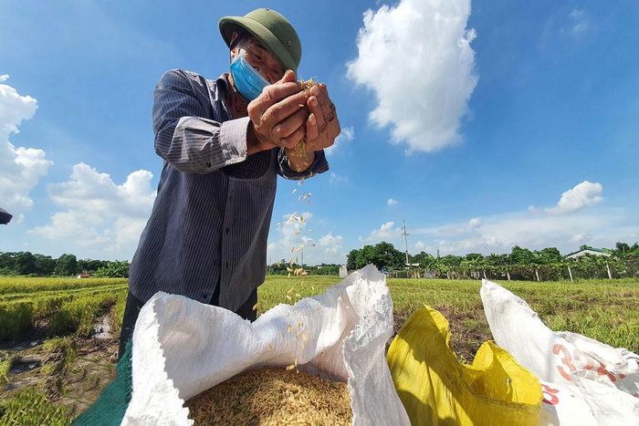 Theo TS. Vinod Ahuja, khoảng trống giữa các khâu từ sản xuất đến thị trường có thể làm hao hụt đáng kể giá trị nông sản. Ảnh: Quang Thái - Viết Thành
