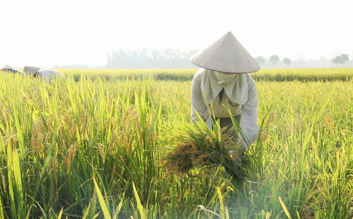 Nông dân ngoại thành Hà Nội thu hoạch lúa. Ảnh: Quang Thái - Viết Thành