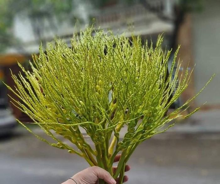 Hoa cau thích hợp dâng cúng trong dịp Rằm tháng 7 âm lịch. Ảnh TT