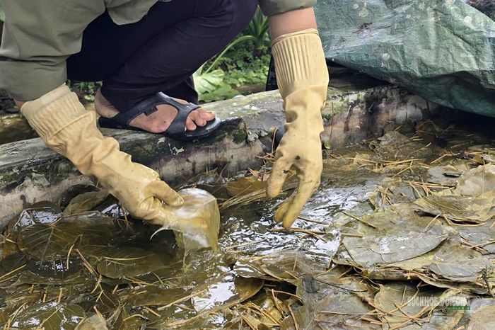Lá bồ đề được ngâm trong nước để loại bỏ dần phần thịt lá. Ảnh: T.Anh.