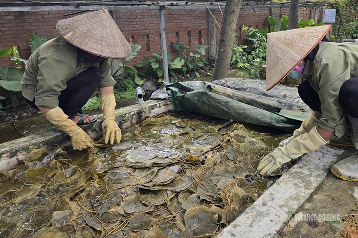 Kiểm tra lá trong quá trình xử lý để giữ lại phần gân mỏng manh. Ảnh: T.Anh