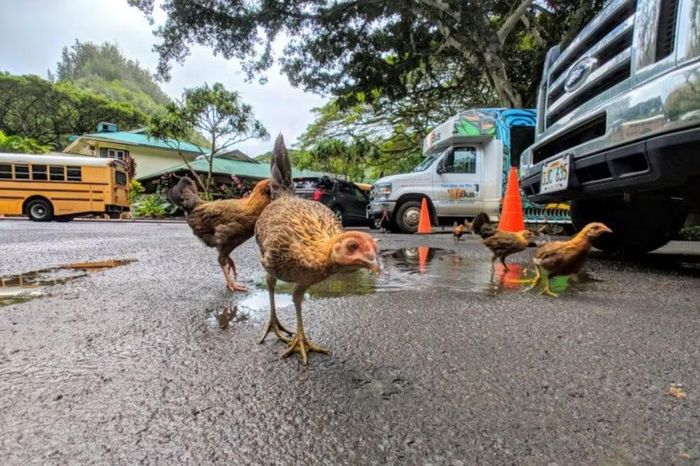 Những biện pháp như kiểm soát sinh sản hoặc sử dụng chất độc cũng có nguy cơ phát tán ra môi trường và ảnh hưởng nhầm tới các loài khác.