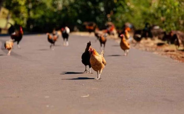 Với một số người, gà hoang là mối phiền toái. Nhưng với bà Kealoha Pisciotta, người am hiểu văn hóa Hawaii và hoạt động vì quyền động vật, chúng còn mang giá trị văn hóa.