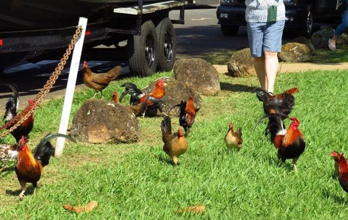 Nhà sinh học tiến hóa Eben Gering thuộc Đại học Nova Southeastern cho biết người Polynesia từng mang theo lợn, chó và các loài gia cầm nhỏ khi vượt đại dương tới Hawaii. Những con gà này thực chất là gà rừng đỏ, tổ tiên hoang dã của gà hiện đại.