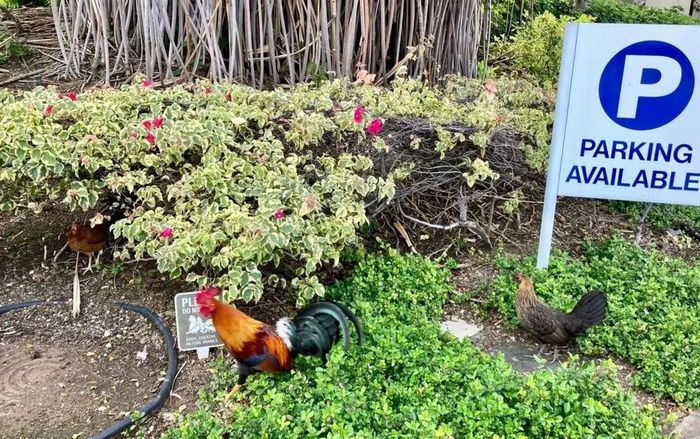 Nhưng điều khiến ông khó chịu hơn là phải dành nhiều thời gian xua đuổi những đàn gà hoang thường xuyên bới đất, tạo thành các hố sâu trong sân nhà, đồng thời chịu đựng tiếng quang quác và tiếng vỗ cánh liên tục.