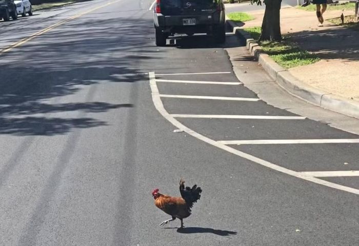 Hiệp hội Nhân đạo Hawaii phản đối việc cho phép người dân tiêu diệt gà, trừ khi mọi phương án khác đã được áp dụng nhưng không mang lại kết quả.