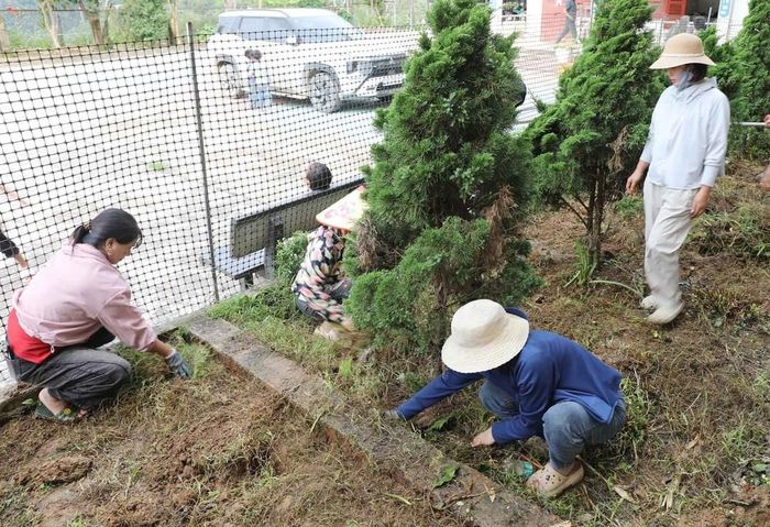 Cán bộ giáo viên Trường Phổ thông Dân tộc Bán trú Tiểu học và Trung học cơ sở Thu Lũm vệ sinh, chỉnh trang khuôn viên nhà trường. Ảnh: Quý Trung - TTXVN