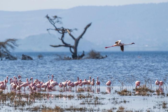 Đàn hồng hạc tại hồ Elementaita, thuộc hạt Nakuru, Kenya, trong khu vực Thung lũng Great Rift, ngày 26/8/2026. Ảnh: THX/TTXVN phát
