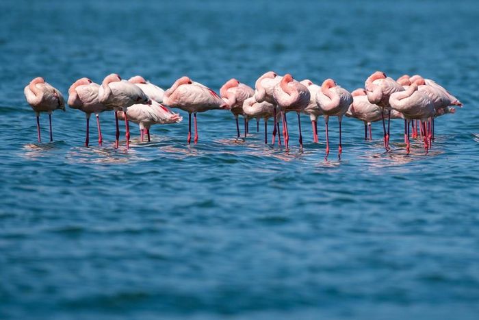 Hồng hạc tại hồ Elementaita, thuộc hạt Nakuru, Kenya, trong khu vực Thung lũng Great Rift, ngày 26/8/2026. Ảnh: THX/TTXVN phát