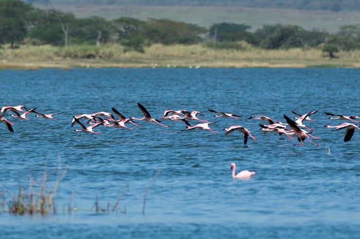 Hồng hạc tại hồ Elementaita, thuộc hạt Nakuru, Kenya, trong khu vực Thung lũng Great Rift, ngày 26/8/2026. Ảnh: THX/TTXVN phát