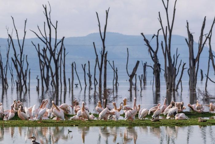 Các loài chim tại hồ Nakuru, thuộc hạt Nakuru, Kenya, trong khu vực Thung lũng Great Rift. Ảnh: THX/TTXVN phát