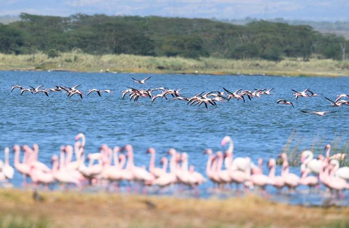 Hồng hạc tại hồ Elementaita, thuộc hạt Nakuru, Kenya, trong khu vực Thung lũng Great Rift, ngày 26/8/2026. Ảnh: THX/TTXVN phát