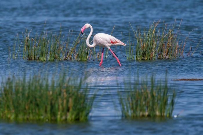 Hồng hạc tại hồ Elementaita, thuộc hạt Nakuru, Kenya, trong khu vực Thung lũng Great Rift, ngày 26/8/2026. Ảnh: THX/TTXVN phát