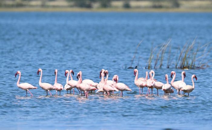 Đàn hồng hạc tại hồ Elementaita, thuộc hạt Nakuru, Kenya, trong khu vực Thung lũng Great Rift, ngày 26/8/2026. Ảnh: THX/TTXVN phát