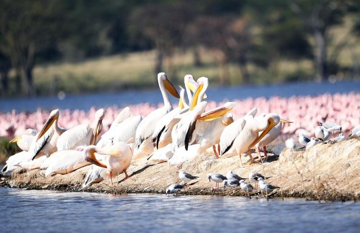 Các loài chim tại hồ Nakuru, thuộc hạt Nakuru, Kenya, trong khu vực Thung lũng Great Rift, ngày 26/8/2026. Ảnh: THX/TTXVN phát