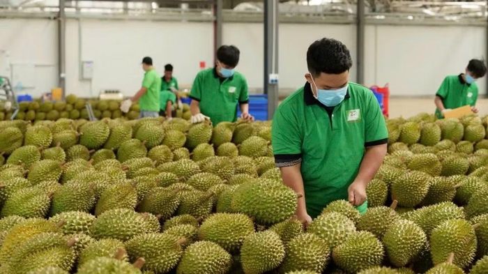 Kiểm tra sầu riêng trước khi xuất khẩu tại Tập đoàn Chánh Thu. (Ảnh: MINH ANH)