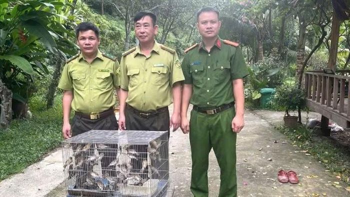 Cán bộ Hạt Kiểm lâm liên phường, xã Bắc Ninh thu giữ chim hoang dã. (Ảnh: ĐH)