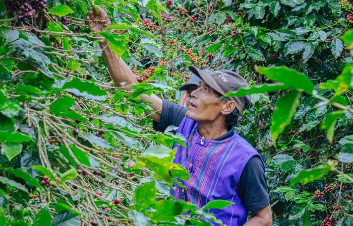 Nông dân thu hái cà-phê chín tại vùng trồng cà-phê ở Lâm Đồng - một trong những địa bàn triển khai dự án SCE. (Ảnh: SNV)