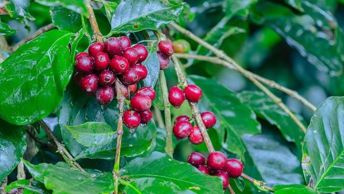 Những chùm cà-phê chín tại vùng nguyên liệu ở Lâm Đồng. Dự án SCE hướng tới thúc đẩy các thực hành bền vững và nâng cao giá trị của ngành cà-phê Việt Nam. (Ảnh: SNV)