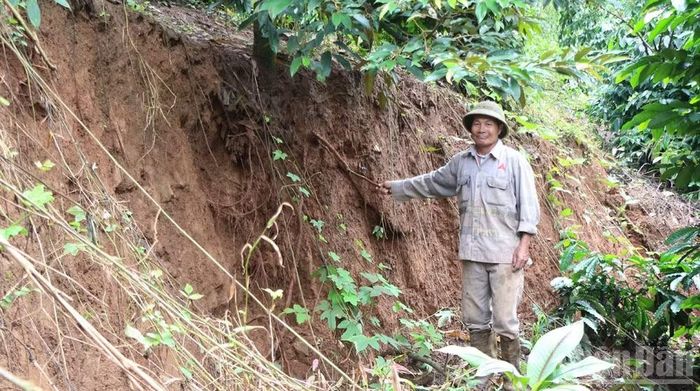 Sụt trượt đất khiến nhiều vị trí trong vườn người dân có độ chênh hơn 1,5m.