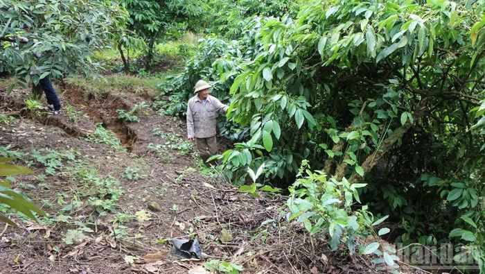 Sụt trượt làm ảnh hưởng đến toàn bộ cà-phê, sầu riêng, tiêu và điều trên diện tích 0,5ha của 1 hộ dân.