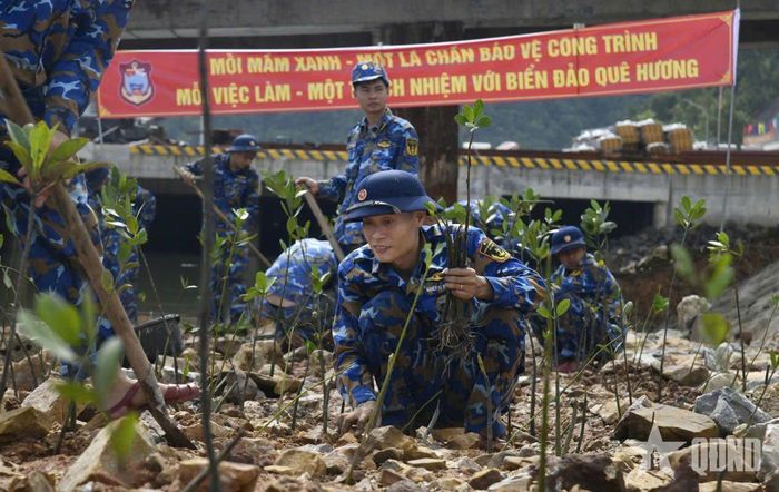 Cán bộ, chiến sĩ Lữ đoàn 169 tích cực trồng sú chắn sóng, bảo vệ công trình quân sự.