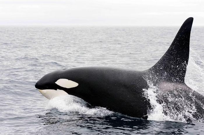 Ảnh: fisheries.noaa