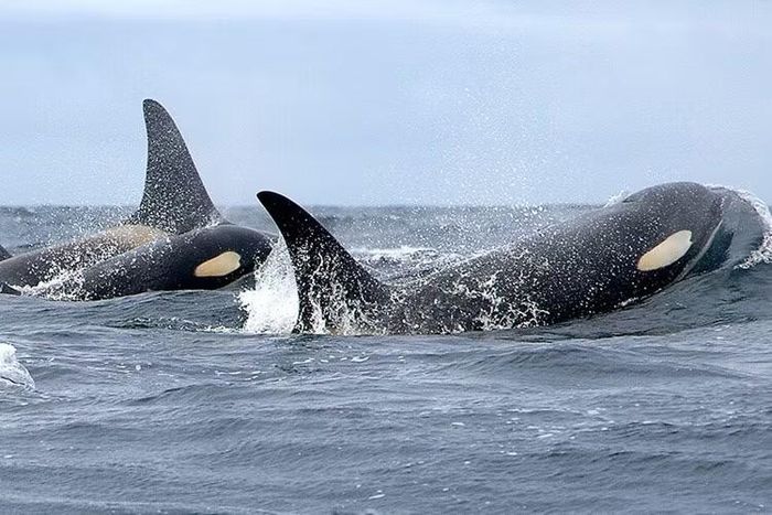 Ảnh: fisheries.noaa