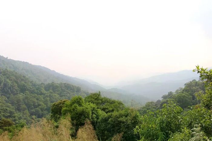 Sinh cảnh của Acanthosaura syrax tại Vườn quốc gia Mae Wong, tỉnh Kamphaeng Phet, Thái Lan, nơi loài này được phát hiện ở độ cao trên 1.300 m.