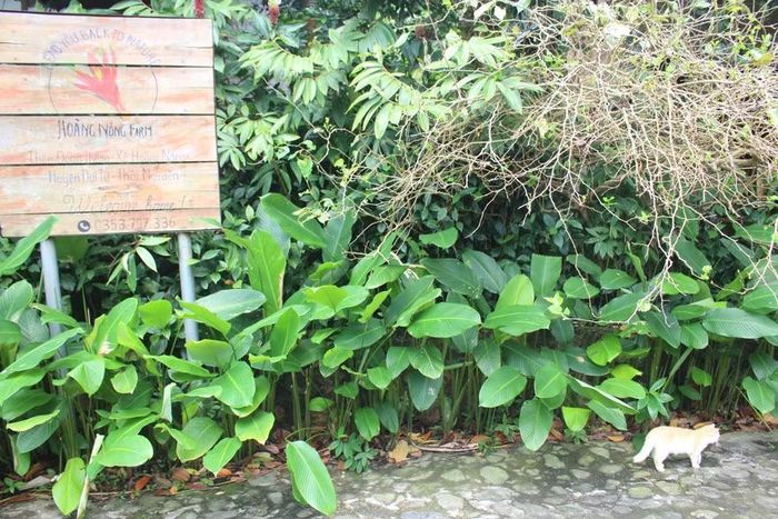 Không gian trải nghiệm tại Hoàng Nông Farm.