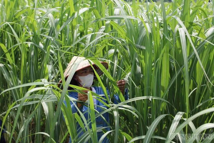 Từ việc trồng mía truyền thống, nông dân Nghệ An đã thay đổi tư duy sản xuất, tham gia liên kết với doanh nghiệp, “xuất ngoại”. Ảnh: Kim Long