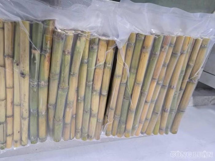 Những cây mía chất lượng ở Vân Du được chặt khúc, hút chân không để xuất khẩu. Ảnh: Kim Long