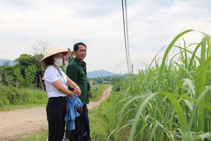 Cây mía không chỉ đơn thuần là một loại hoa màu thông thường, mà đã khẳng định vững chắc vị thế là một trong những cây trồng chủ lực mũi nhọn của địa phương. Ảnh: Kim Long