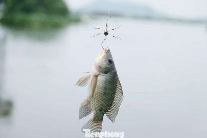 Vào mùa nước lũ, việc câu được cá khá dễ dàng.