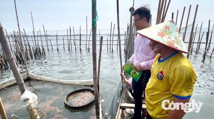 Phòng Giao dịch Ngân hàng Chính sách xã hội Phú Vang đang phát huy hiệu quả, góp phần tạo việc làm, duy trì sinh kế và nâng cao thu nhập cho người dân.