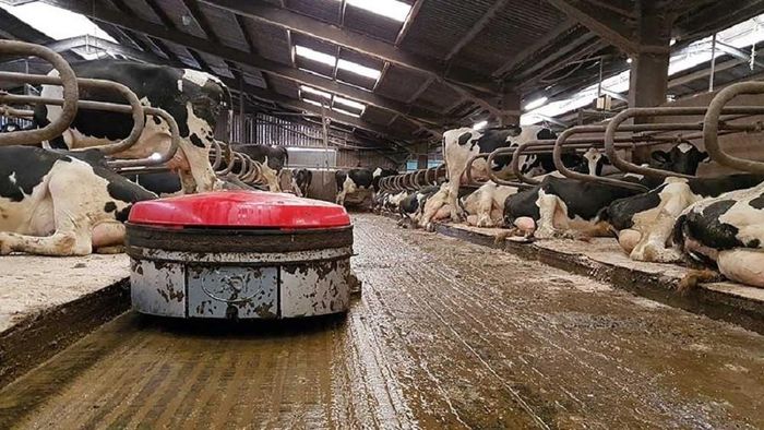 Robot vệ sinh chuồng trại hoạt động tự động theo lịch trình hoặc thông qua cảm biến. Ảnh: fwi.co.uk