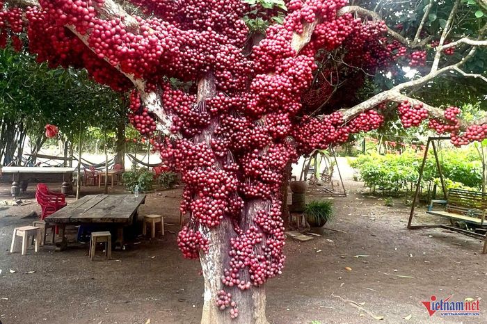 Cây đỏ có tuổi đời hơn 100 năm ở thôn Vân Hòa. Ảnh: NMH