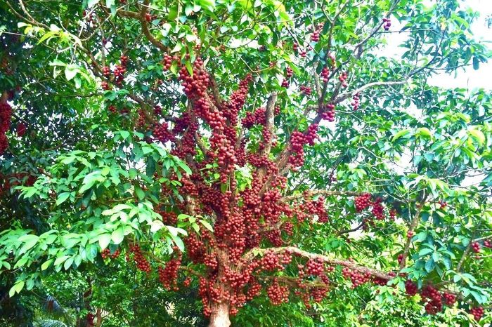 Xã Vân Hòa có khoảng 650 cây đỏ từ 50 năm tuổi trở lên. Ảnh: MM