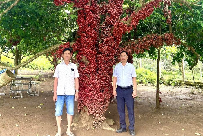 Du khách chụp ảnh với cây Đỏ. Ảnh: MM