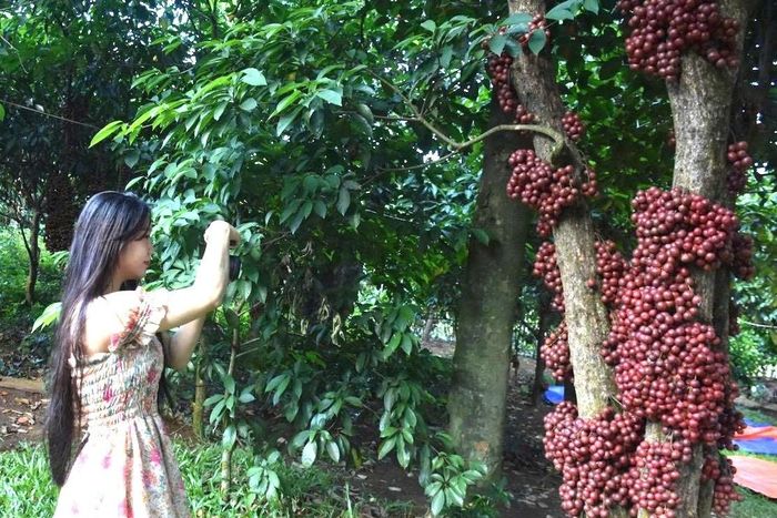 Nữ du khách chụp hình cây đỏ làm kỷ niệm. Ảnh: MM