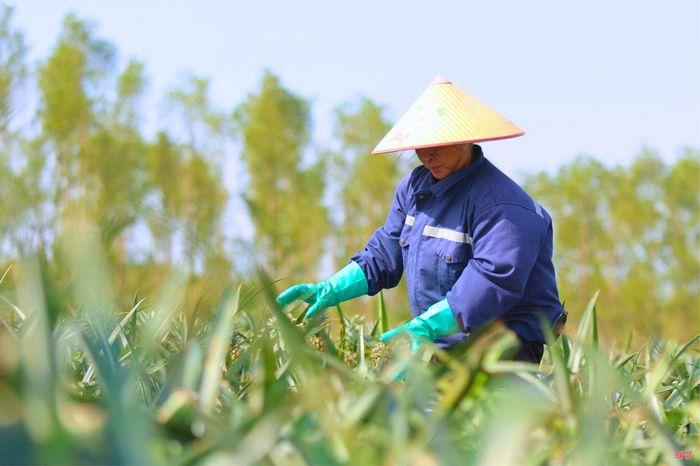 Kỳ Hoa được xác định là hậu cần về phát triển nông nghiệp, cung ứng cho KKT Vũng Áng.