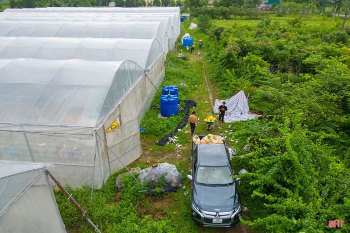 Những quả dưa vừa thu hoạch được anh Vũ và người nhà phân loại ngay tại khu vực sản xuất. Với diện tích 1.000m², mỗi vụ, nhà màng cho năng suất khoảng 5 tấn dưa. Chi phí đầu tư, chăm sóc khoảng 300 triệu đồng/vụ. Theo anh Vũ, dù chi phí sản xuất khá lớn, dưa lưới vẫn cho hiệu quả kinh tế cao hơn nhiều so với loại cây trồng khác.