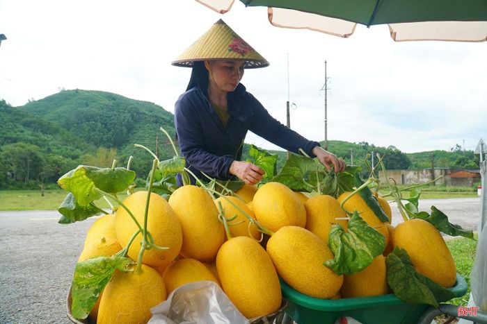 Dưa lưới được người tiêu dùng ưa chuộng nhờ màu vàng bắt mắt, vị ngọt dịu, không chỉ dùng trong gia đình mà còn được lựa chọn làm quà biếu.