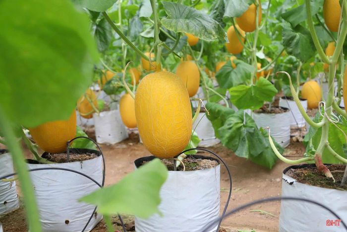 Những quả dưa lưới chín vàng trong nhà màng của anh Nguyễn Doãn Vũ ở thôn Sơn Quang, xã Đức Đồng đang vào kỳ thu hoạch. Sau 5 năm gắn bó với cây dưa, gia đình anh duy trì 5 nhà màng, mỗi nhà rộng 1.000m².