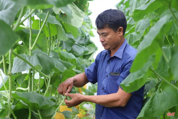 Mô hình trồng dưa lưới trong nhà màng đang được người dân nhiều địa phương ở Hà Tĩnh lựa chọn để phát triển kinh tế. Tại thôn Bình Quang, xã Mai Hoa, anh Nguyễn Xuân Kỷ đang tất bật chăm sóc, thu hái những quả dưa đến kỳ thu hoạch. “Đây là giai đoạn phải theo dõi sát để quyết định thời điểm thu hái, bởi mỗi lứa dưa có tốc độ phát triển khác nhau”, anh Kỷ chia sẻ.