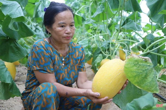 Những nhà màng trồng dưa lưới đang ngày càng xuất hiện ở nhiều địa bàn của Hà Tĩnh, mở thêm hướng sản xuất nông nghiệp ứng dụng kỹ thuật, tạo giá trị kinh tế trên diện tích canh tác.