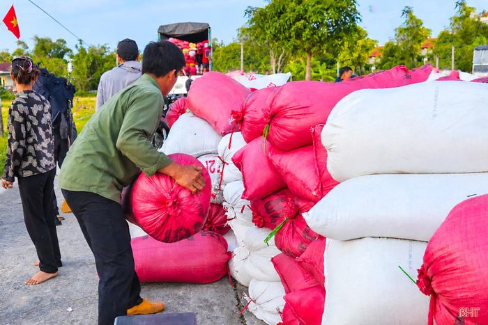 Nhiều vùng sản xuất lúa nếp có quy mô lớn của tỉnh như xã Trường Lưu, Can Lộc, Xuân Lộc, Gia Hanh… đang bước vào cao điểm thu hoạch nhưng hoạt động thu mua không được sôi động như những năm trước.