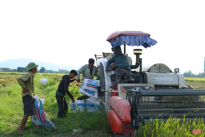 Nông dân xã Cẩm Bình thu hoạch lúa vụ hè thu.