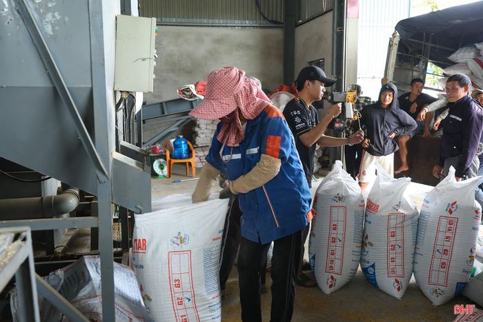 HTX Dịch vụ nông nghiệp Đạt Lộc (xã Đông Kinh) tăng cường thu mua lúa cho nông dân.