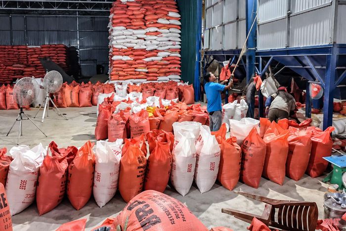Cơ sở thu mua lúa Chương Hà (xã Cổ Đạm) đã thu mua được trên 150 tấn lúa trong vụ hè thu 2026.